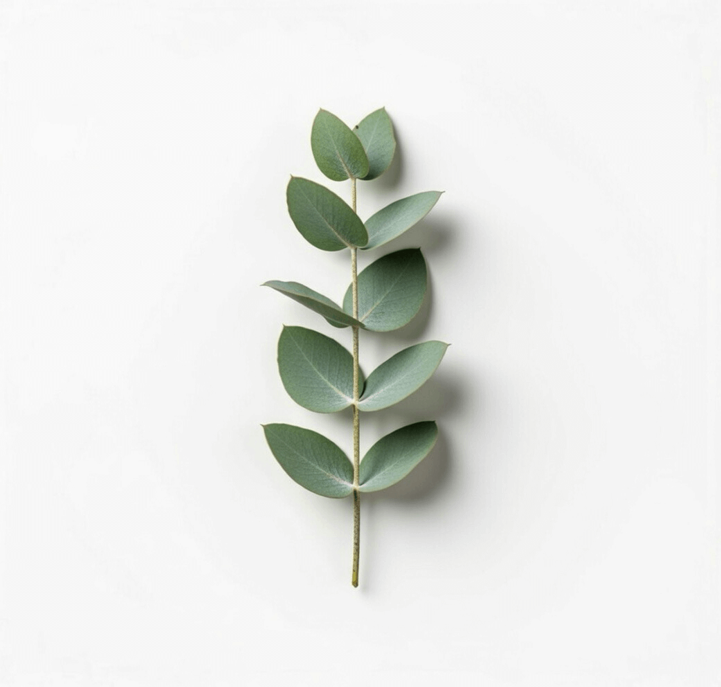 Eucalyptus