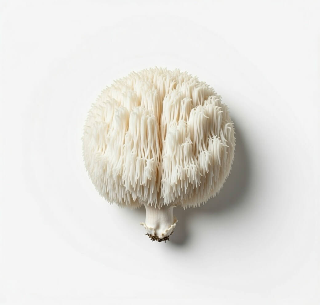 Lion's Mane